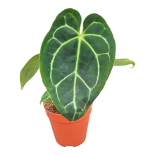 Anthurium Crystallinum Hybrid