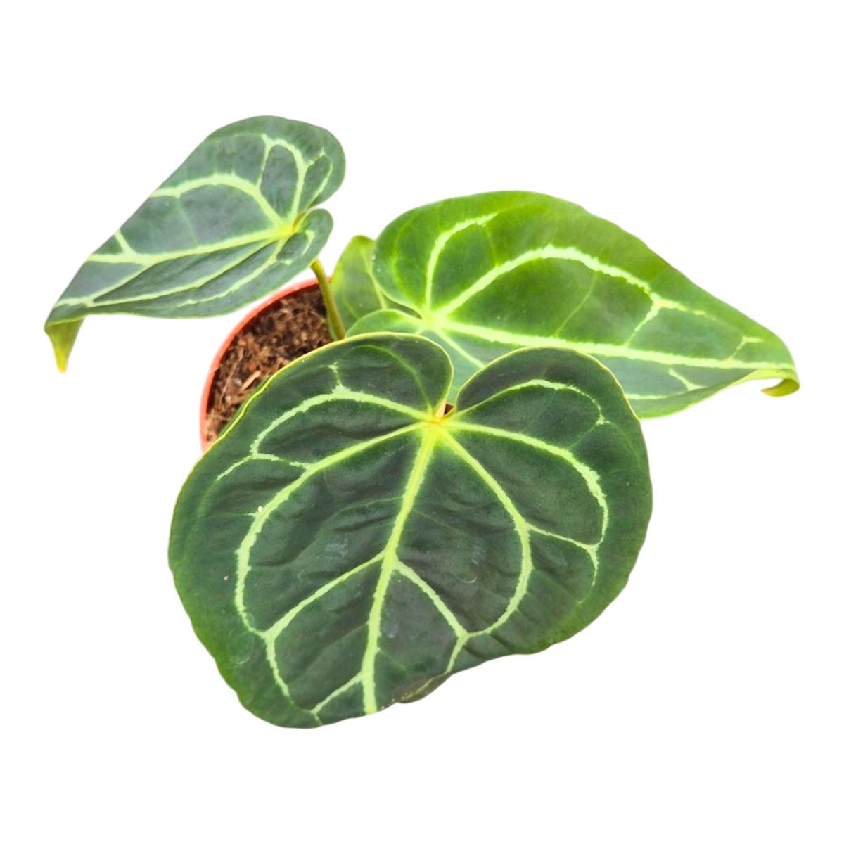 Anthurium Crystallinum Hybrid