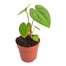 Anthurium Dark Phoenix x Papillilaminum