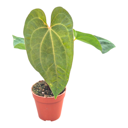 Anthurium Dark Phoenix × Papillilaminum