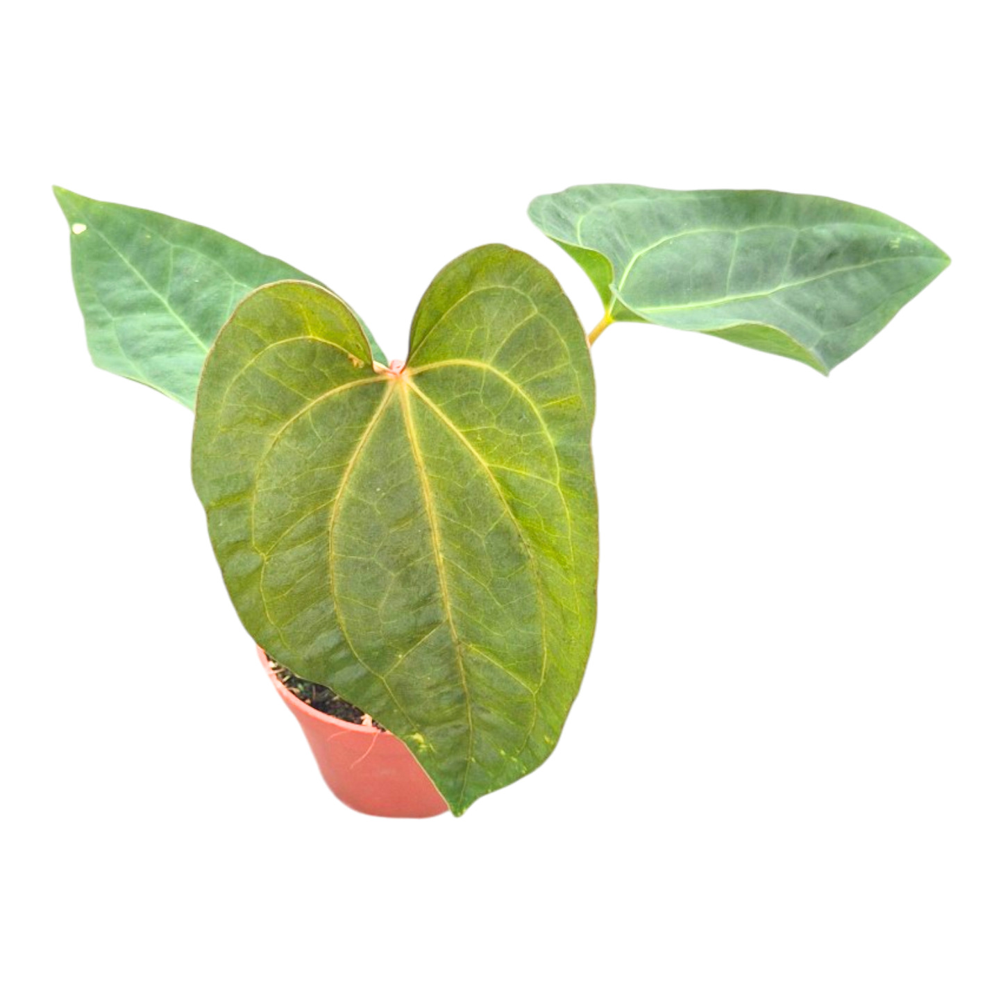 Anthurium Dark Phoenix × Papillilaminum