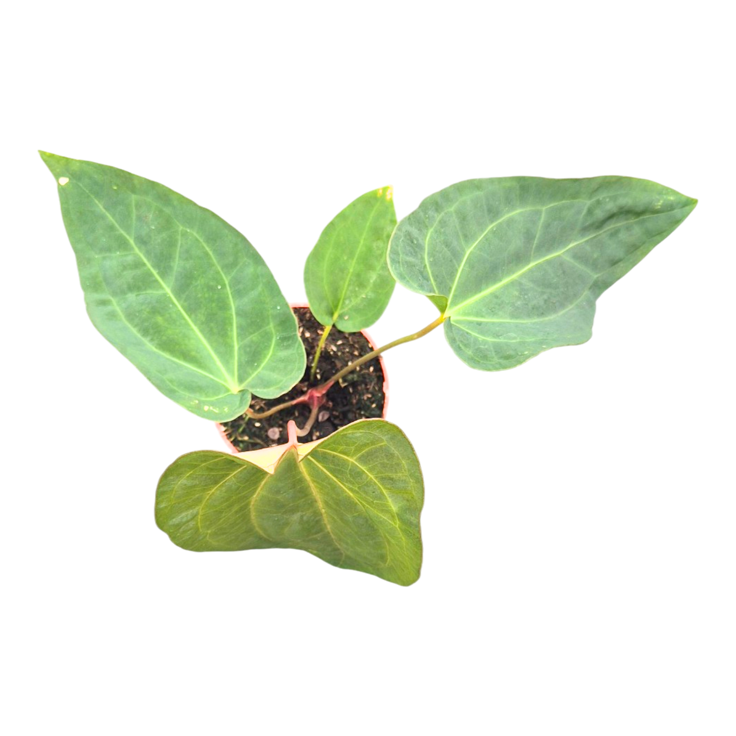 Anthurium Dark Phoenix × Papillilaminum