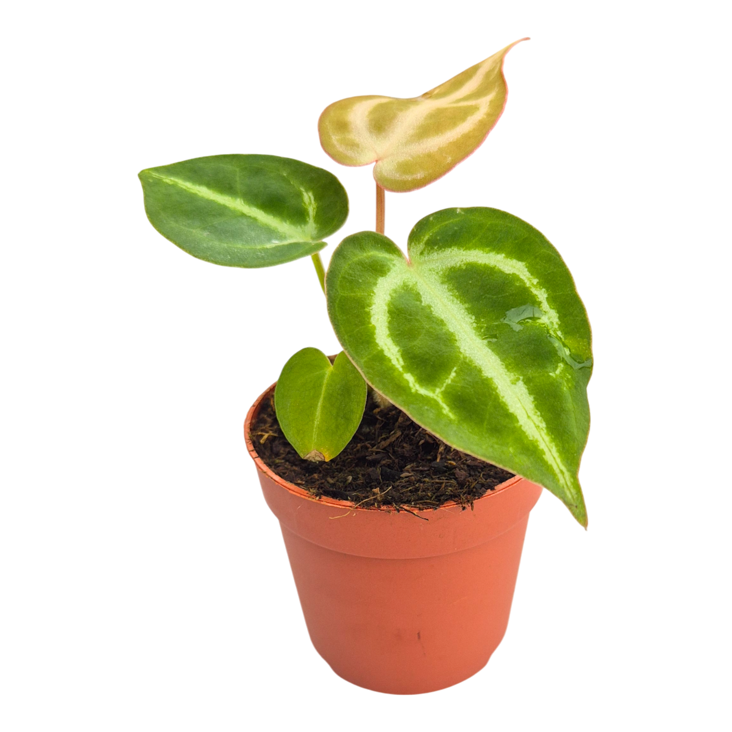 Anthurium Dorayaki