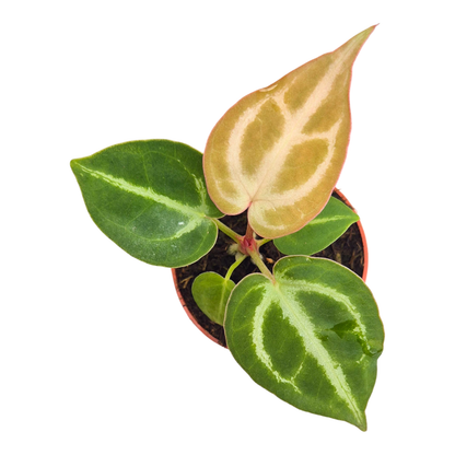 anthurium donamaria Anthurium Dorayaki – Casa Botanica