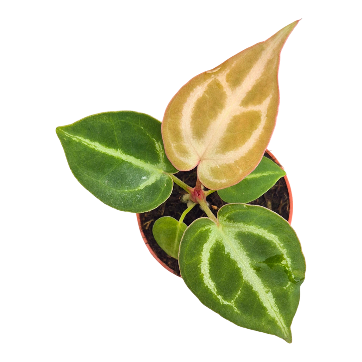Anthurium Dorayaki
