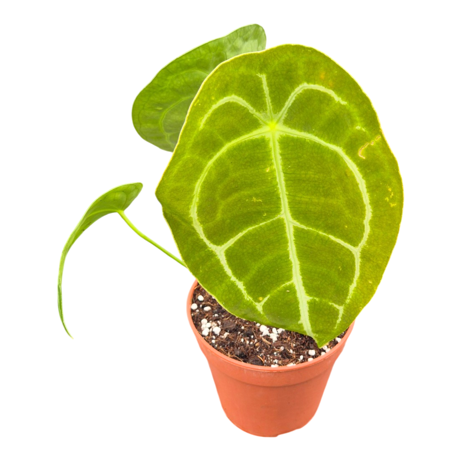 anthurium forgettii Anthurium Forgetii – Casa Botanica