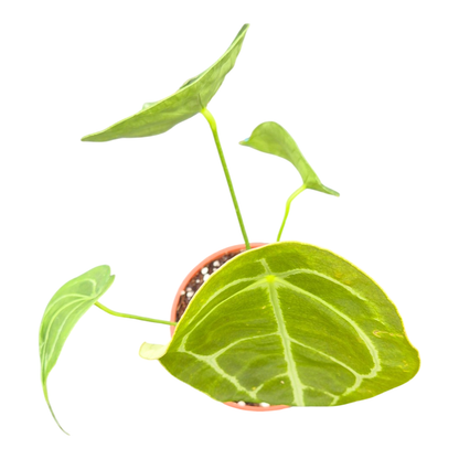 anthurium forgetii white stripes care Anthurium Forgetii – Casa Botanica