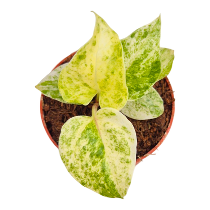 Anthurium Hookerii Variegata