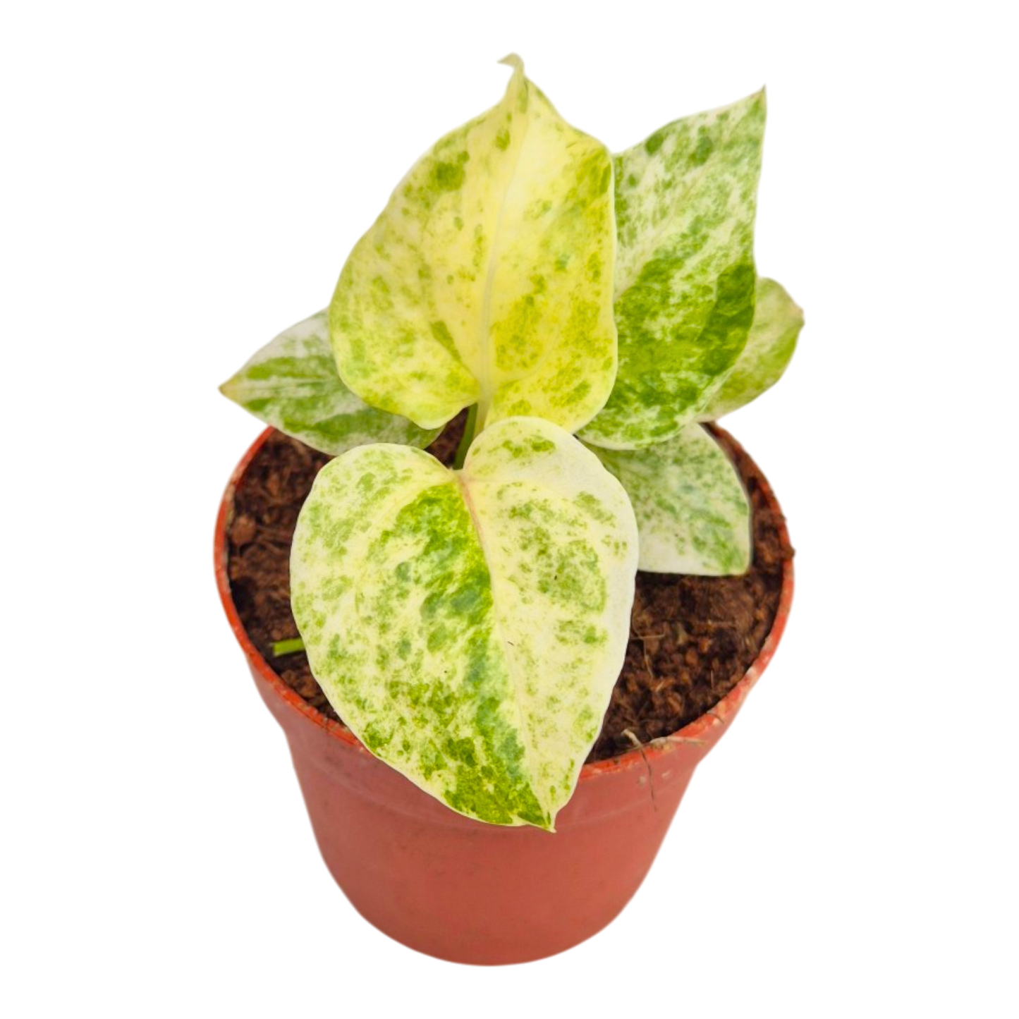 Anthurium Hookerii Variegata