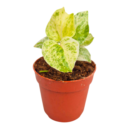 Anthurium Hookerii Variegata