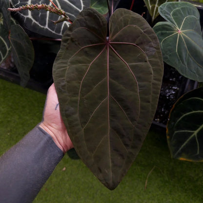 Selected Anthurium Papillilaminum Dropbear X No ID Jayda