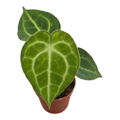 anthurium clarinervium australia Anthurium 'King of Clarinervium' Sulanjana – Casa Botanica