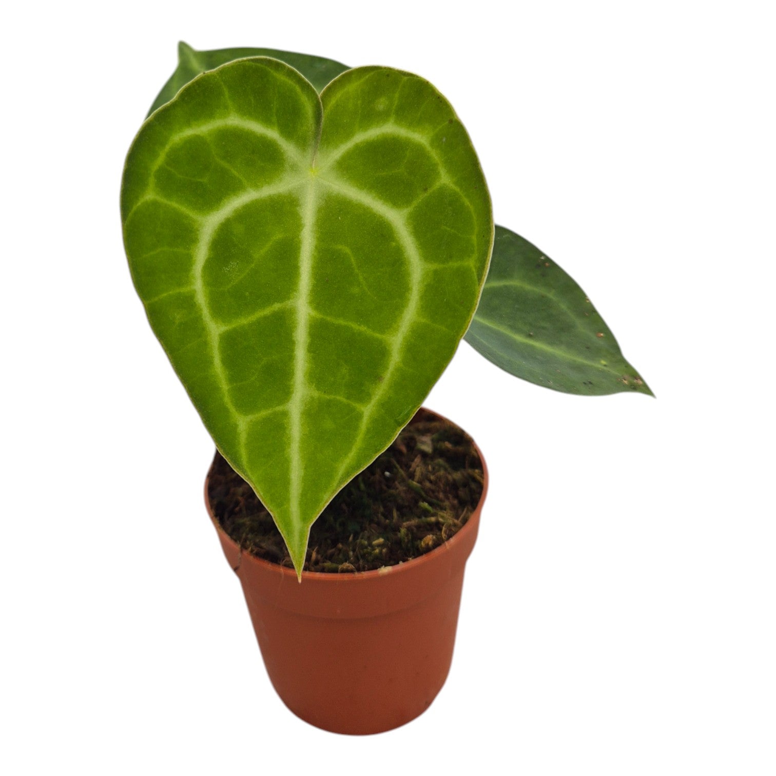 anthurium king of clarinervium Anthurium 'King of Clarinervium' Sulanjana