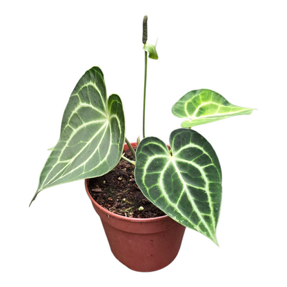anthurium king clarinervium vs clarinervium Anthurium 'King of Clarinervium' Sulanjana – Casa Botanica