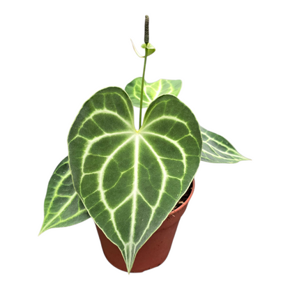 Anthurium King of Clarinervium Sulanjana