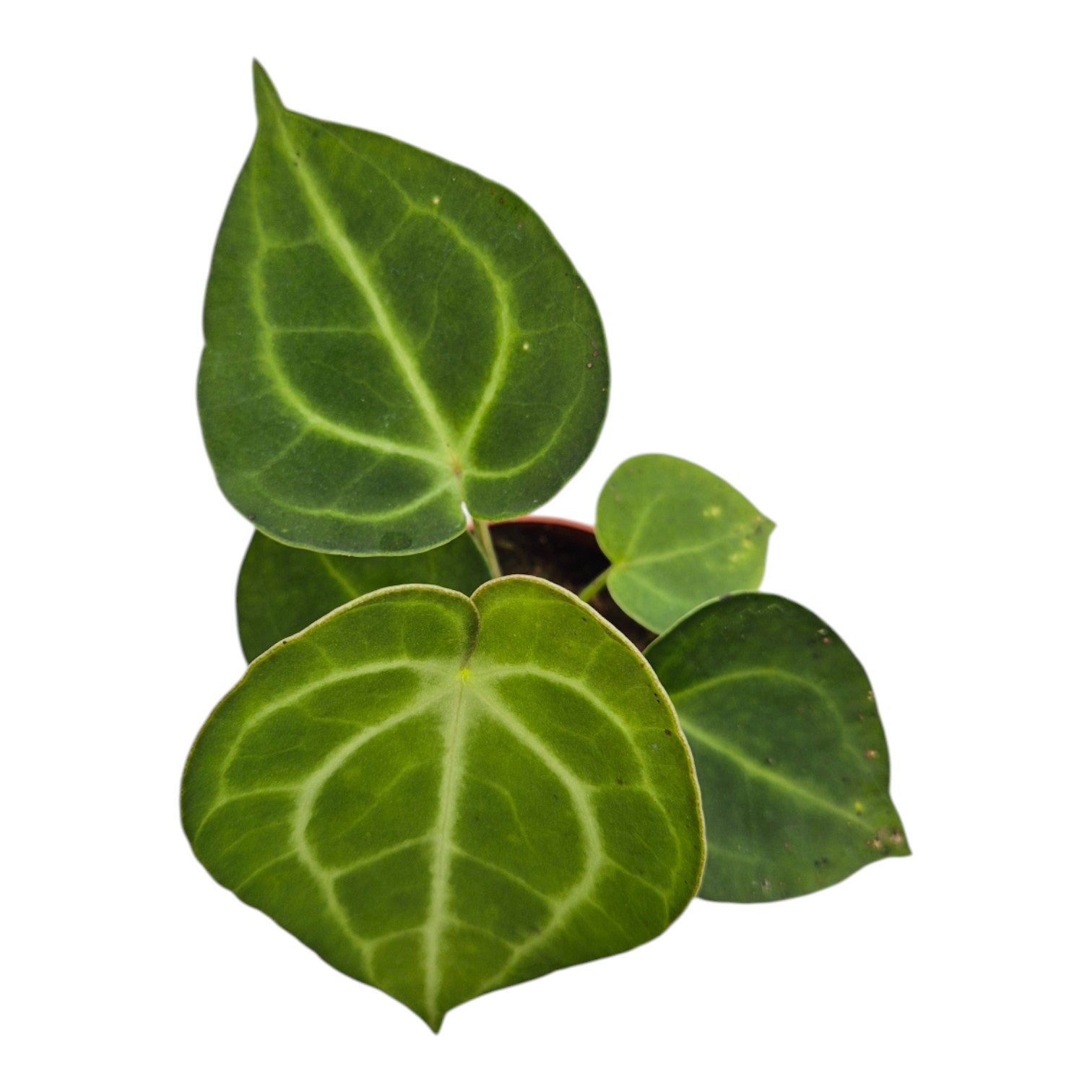 anthurium clarinervium verzorging Anthurium King of Clarinervium Sulanjana – Casa Botanica