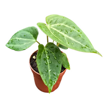 Anthurium_Maginuficum_x_Papillilaminum_P7_F