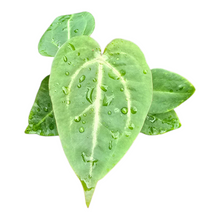 Anthurium_Maginuficum_x_Papillilaminum_P7_T