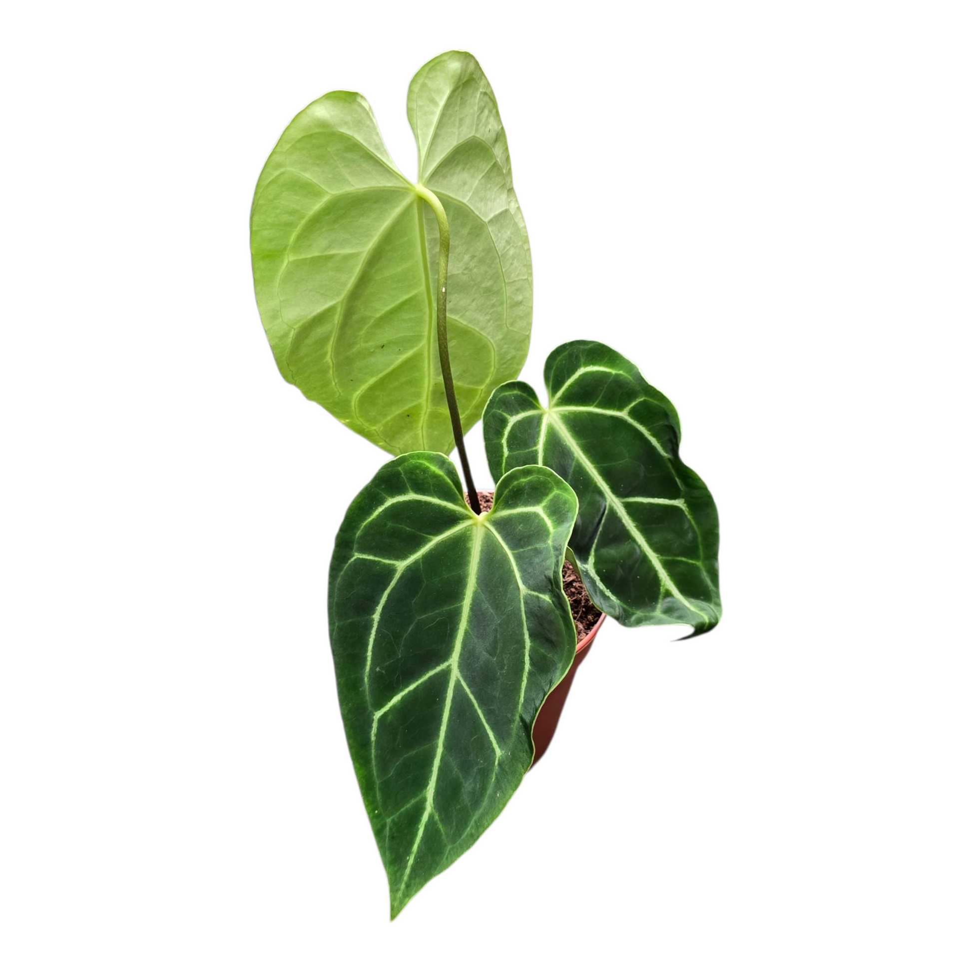 anthurium magnificum flower Anthurium Magnificum – Casa Botanica