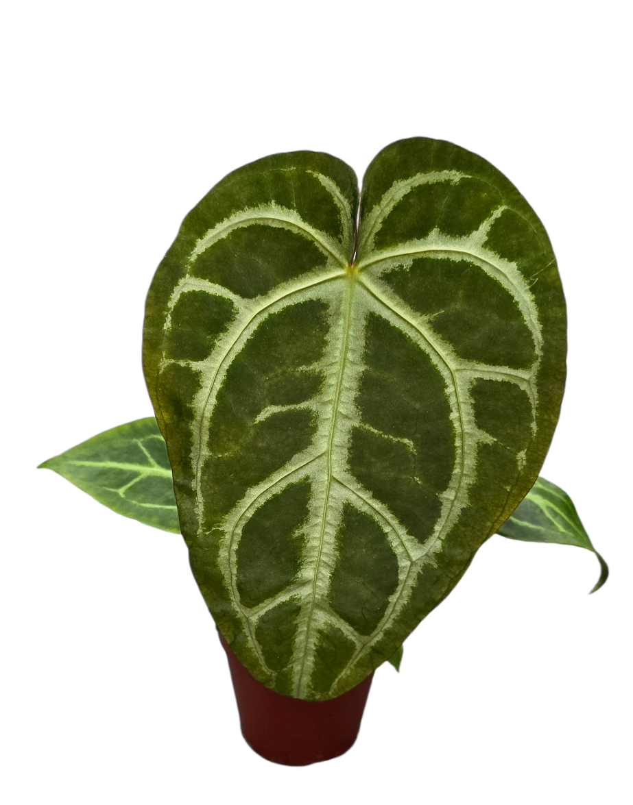 Anthurium Magnificum × Papillilaminum