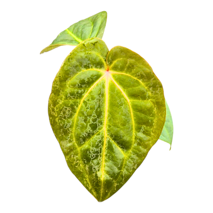 Anthurium Michelle X Blackjack