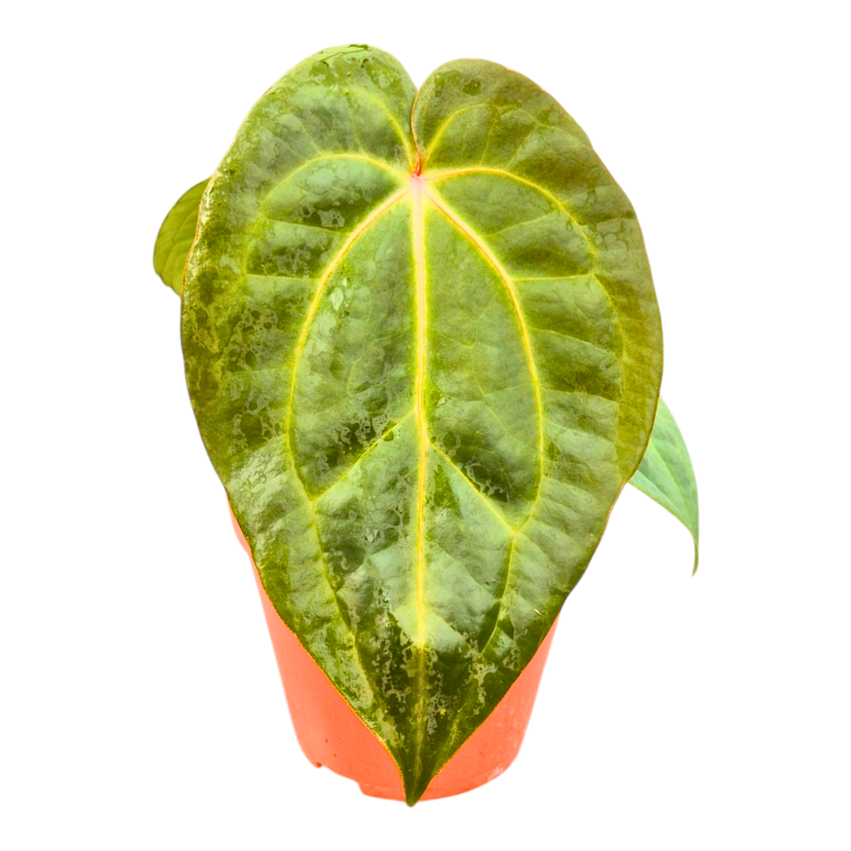 Anthurium Michelle X Blackjack