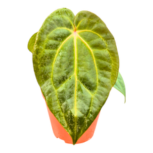 Anthurium Michelle X Blackjack