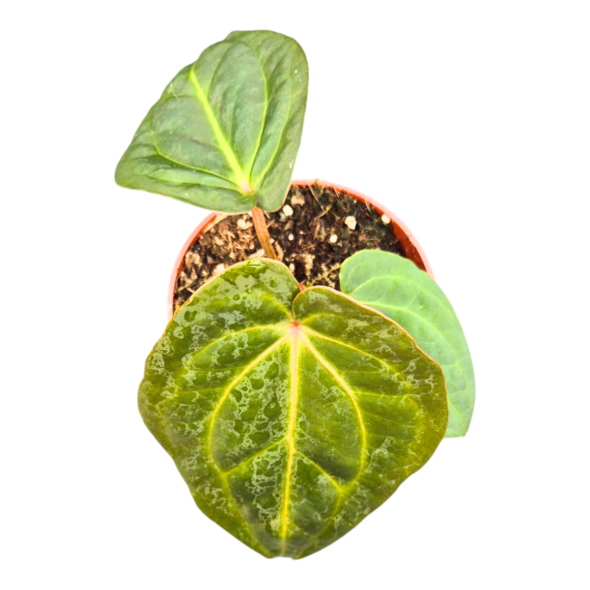 Anthurium Michelle X Blackjack