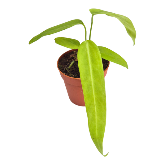 Anthurium Pallidiflorum