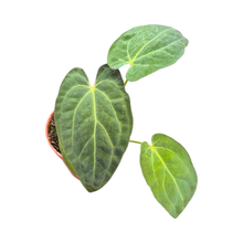 Anthurium Papillilaminum