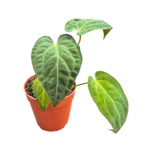 Anthurium Papillilaminum
