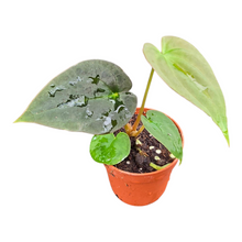 Anthurium_Papillilaminum_Guna_Yala_x_BVEP_P7_F