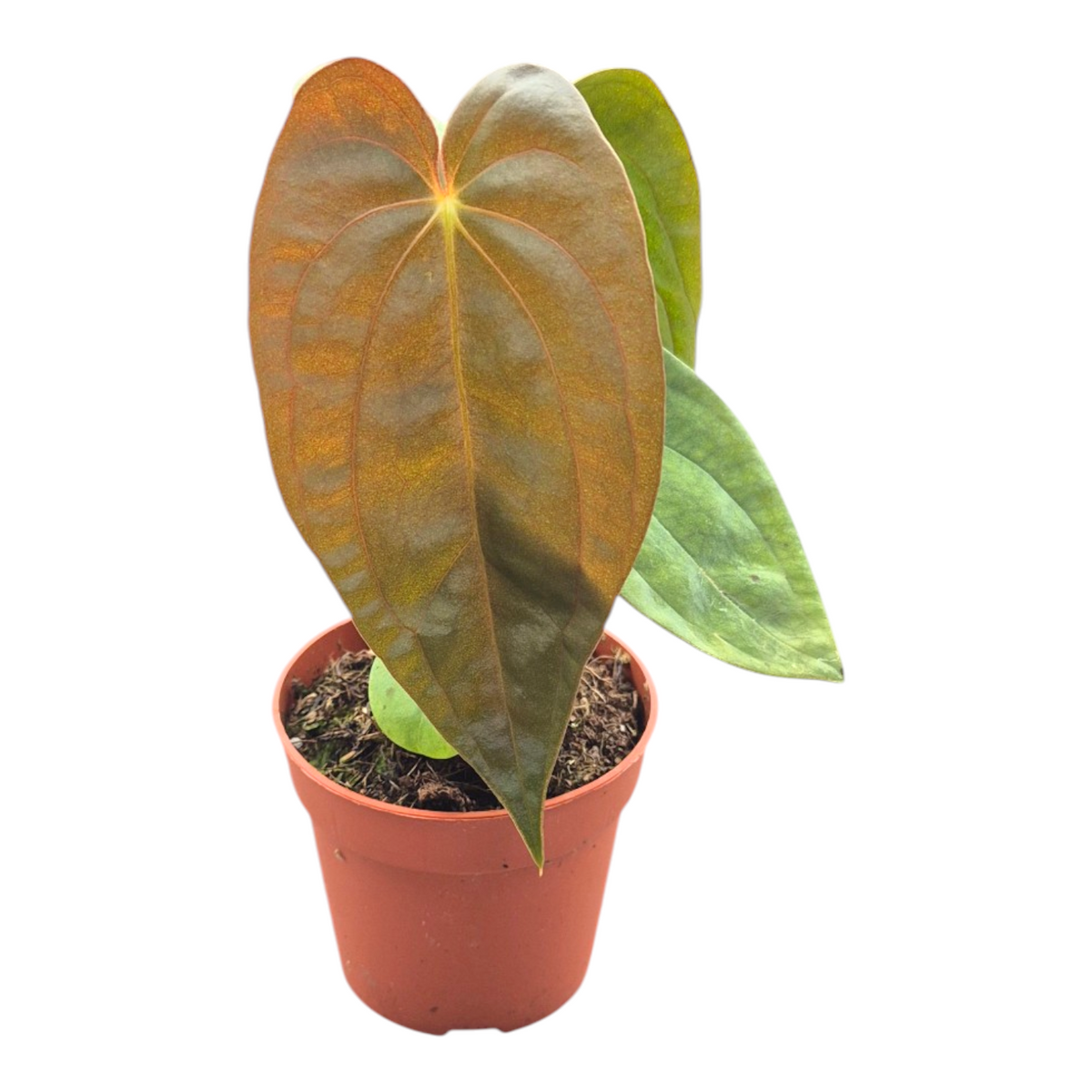 Anthurium Papillilaminum Guna Yala x BVEP