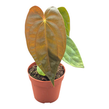 Anthurium Papillilaminum Guna Yala x BVEP