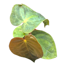 Anthurium Papillilaminum Guna Yala x BVEP