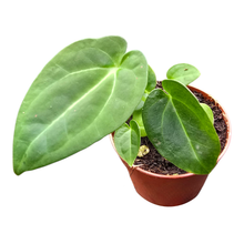 Anthurium Papillilaminum