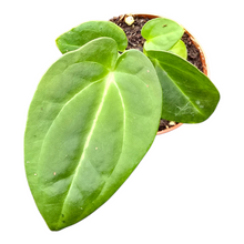 Anthurium_Papillilaminum_P7_T