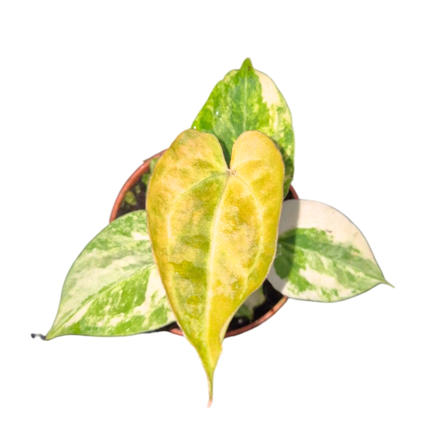 Selected Anthurium Papillilaminum Variegata  X Red Chocolate