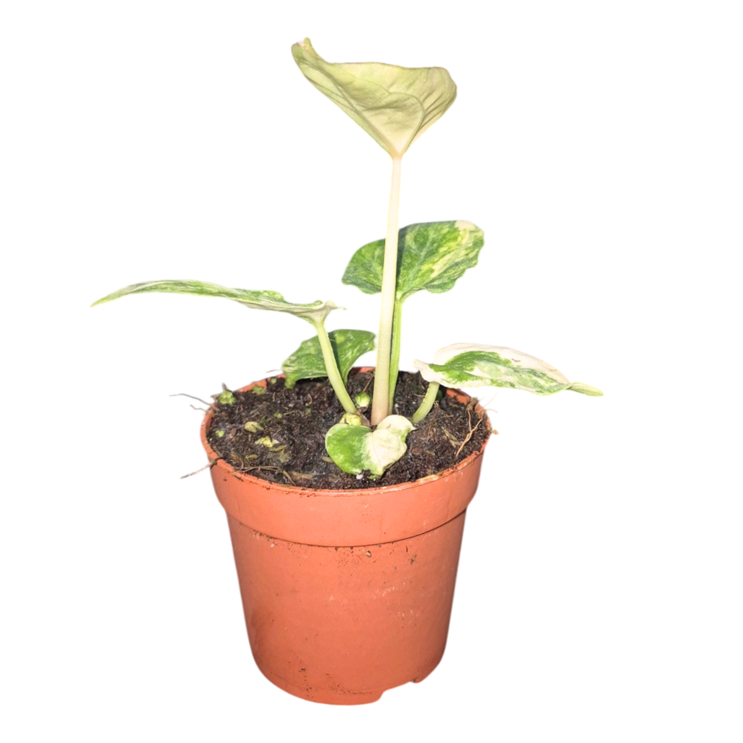 Selected Anthurium Papillilaminum Variegata  X Red Chocolate