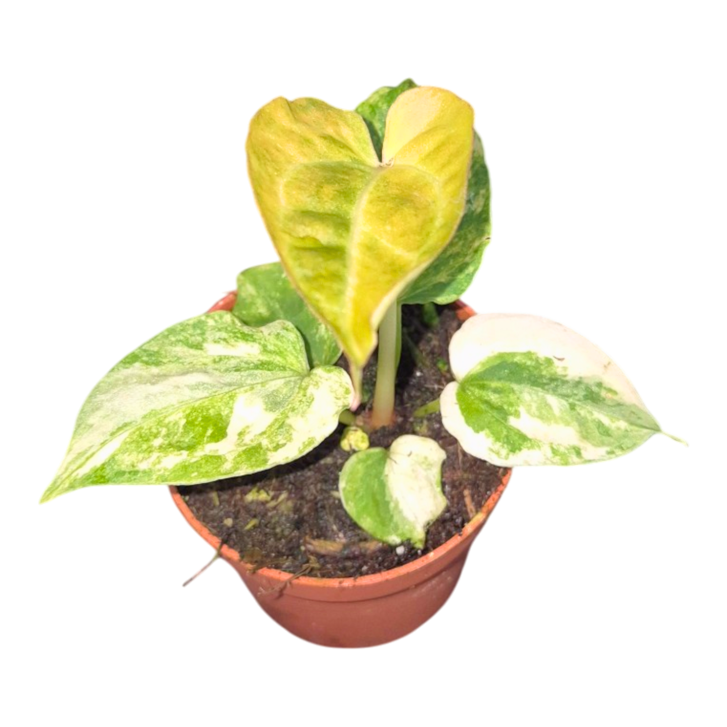 Selected Anthurium Papillilaminum Variegata  X Red Chocolate