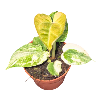 Selected Anthurium Papillilaminum Variegata  X Red Chocolate
