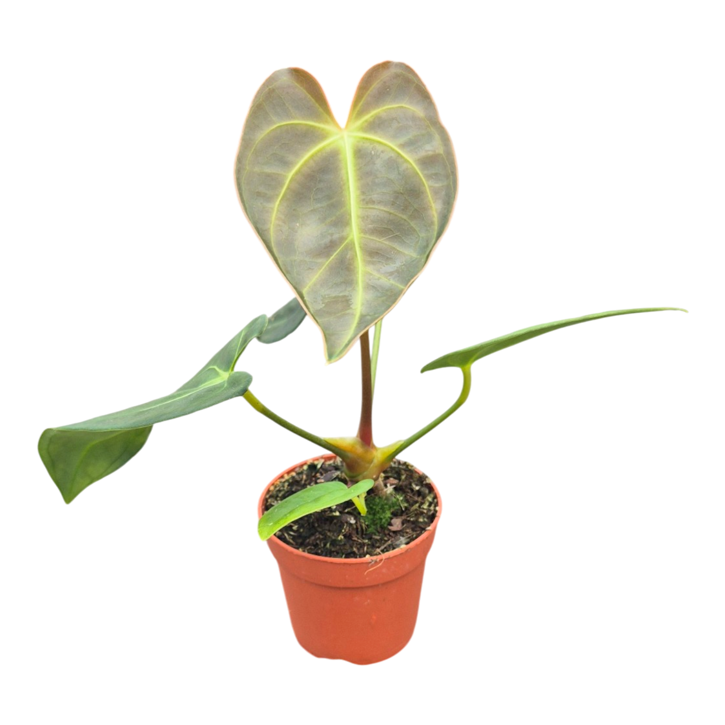 Anthurium Papillilaminum x Dark Phoenix
