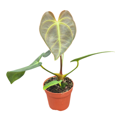Anthurium Papillilaminum x Dark Phoenix