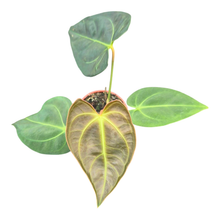 Anthurium Papillilaminum x Dark Phoenix