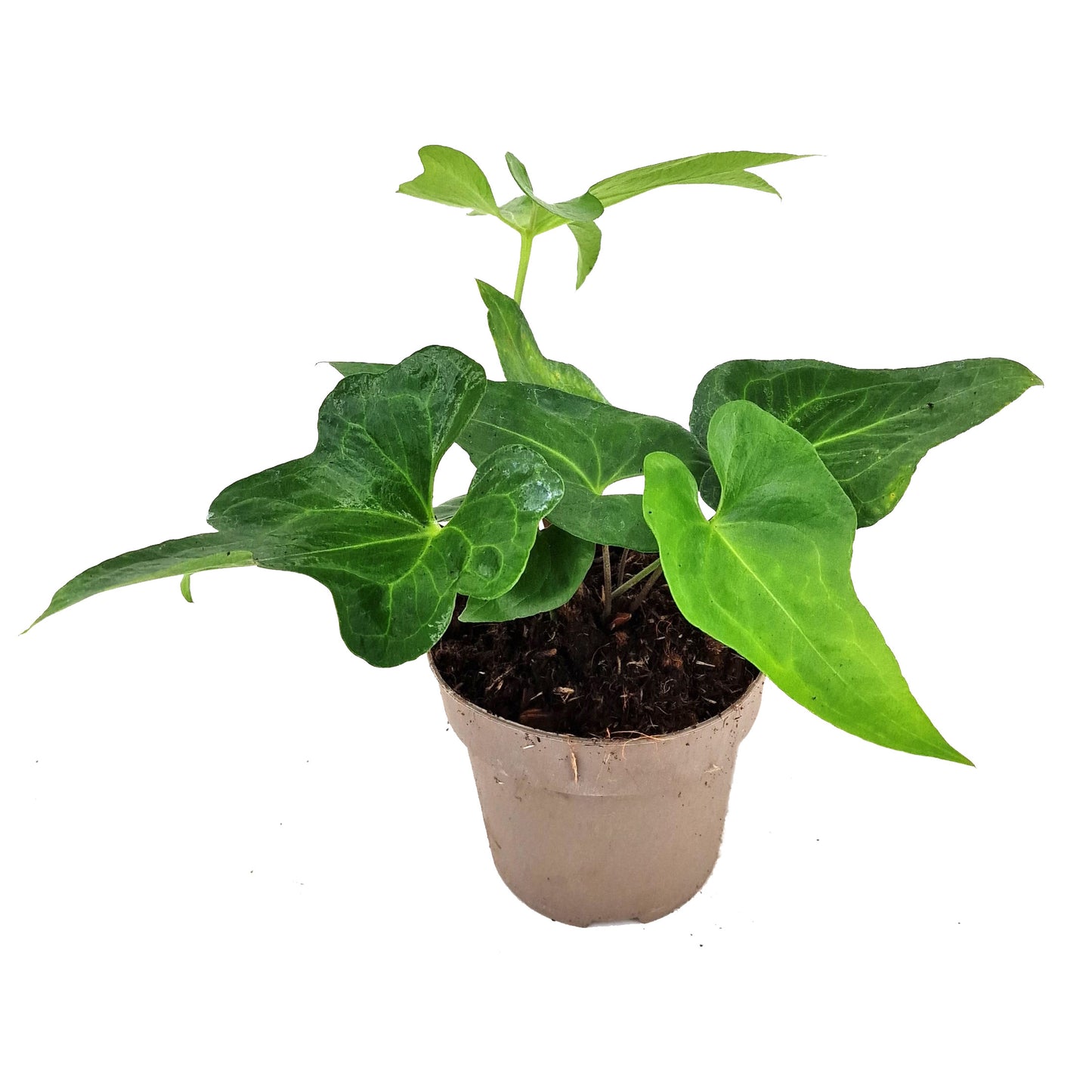 Anthurium Podophyllum
