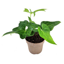 Anthurium Podophyllum