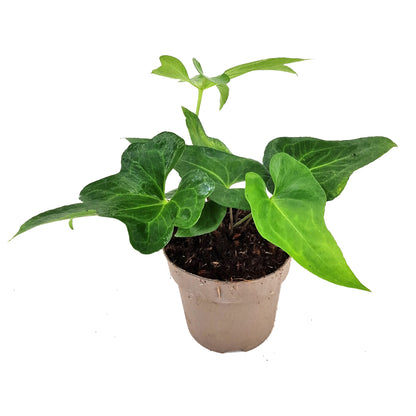 Anthurium Podophyllum