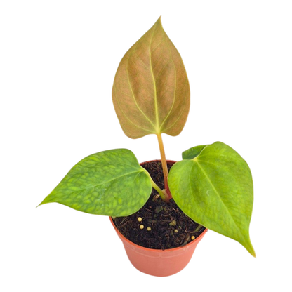 Anthurium Portillae