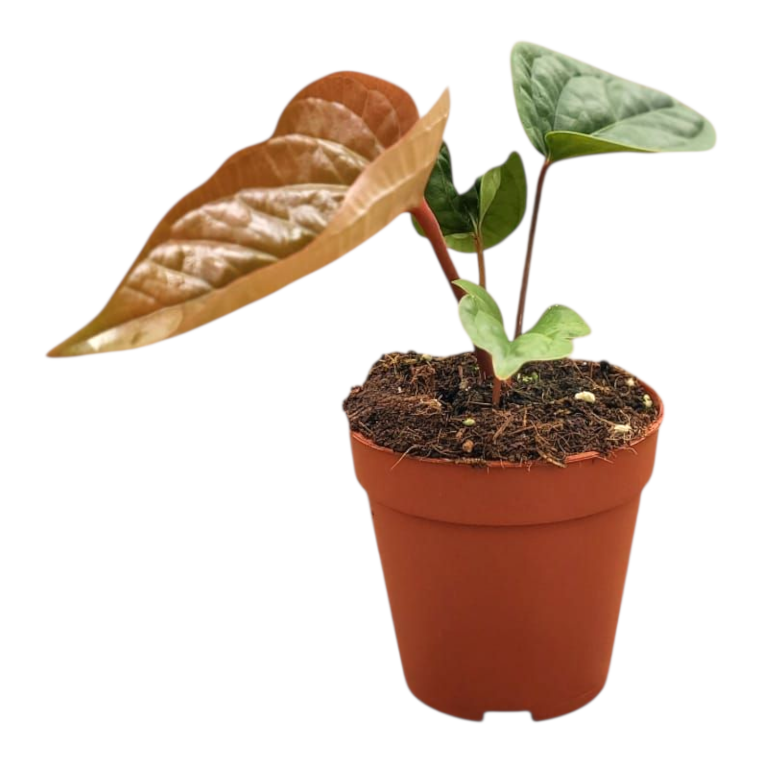 anthurium pink dragon Anthurium Radicans x Luxurians