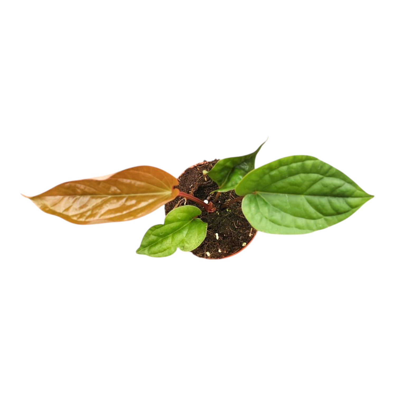 anthurium radicans australia Anthurium Radicans x Luxurians – Casa Botanica
